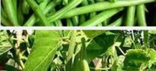 Кустовая фасоль посадка и уход