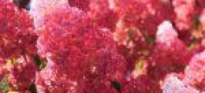 Гортензия метельчатая фрайз мельба посадка и уход