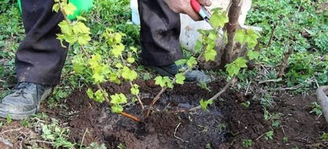 Посадка смородины осенью в подмосковье