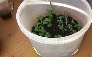 Как черенковать хризантемы весной