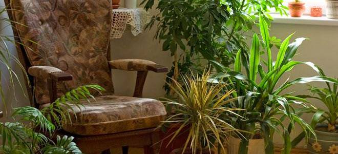 Какие цветы полезно держать в квартире