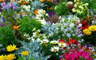 Цветы клубневые многолетние садовые