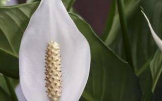 Можно ли пересадить спатифиллум осенью