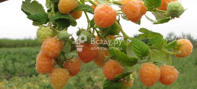 Вьющаяся малина посадка и уход