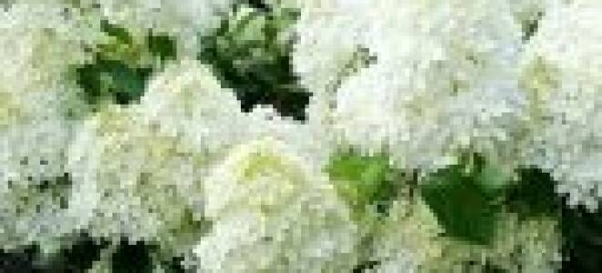 Гортензия метельчатая фантом посадка и уход