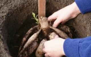 Когда высаживать георгины в открытый грунт весной