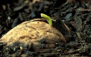 Как прорастить грецкий орех для посадки