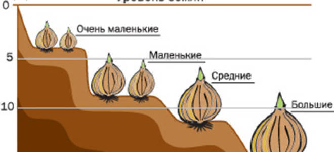 Последний срок посадки тюльпанов осенью