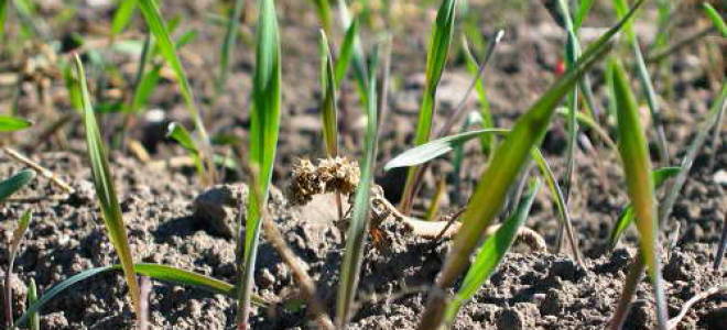 Колосняк песчаный посадка и уход