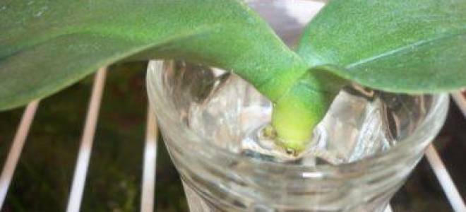 Орхидеи в воде как выращивать