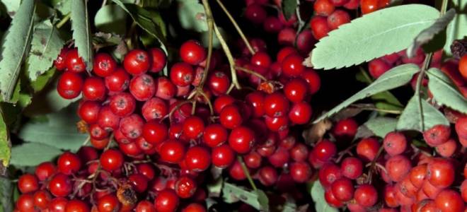 Как посадить рябину осенью