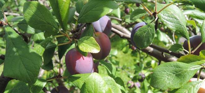 Как посадить сливу осенью пошаговое руководство