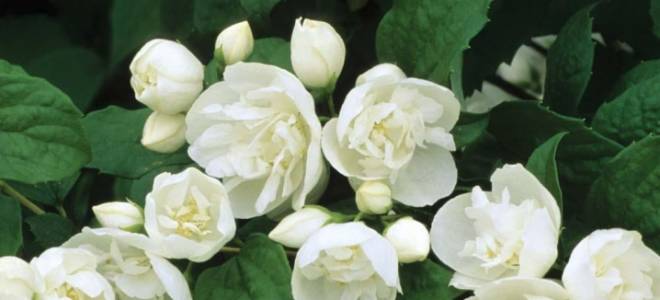 Чубушник вирджинал посадка и уход