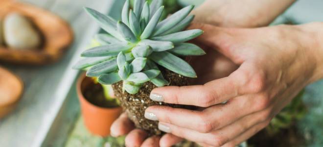 Какие цветы относятся к суккулентам