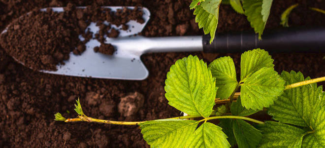 Клубника посадка осенью как правильно