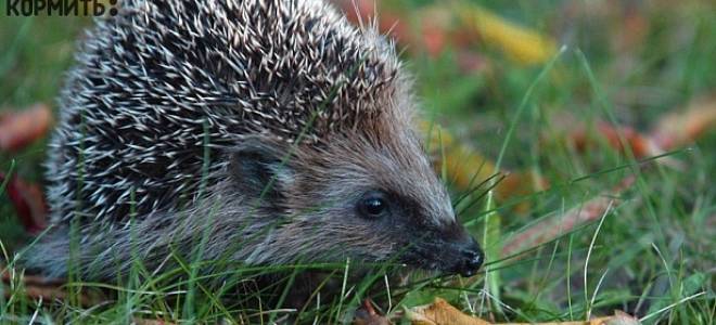 Чем кормить ежа на даче
