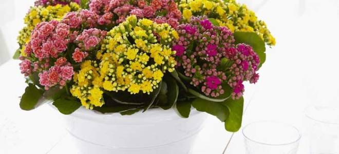 Каланхоэ значение цветка в доме