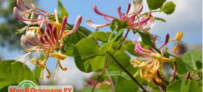 Каприфоль посадка и уход в подмосковье