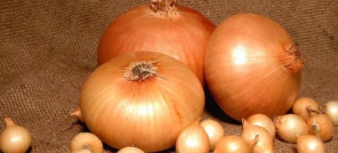 Лук штутгартер описание сорта посадка и уход