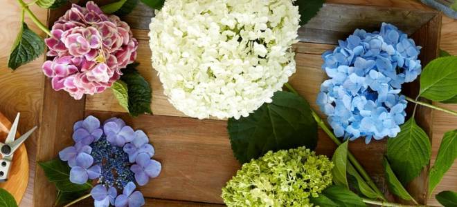 Как ухаживать за гортензией садовой осенью