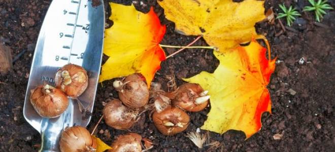 Когда сажать тюльпаны осенью в каком месяце