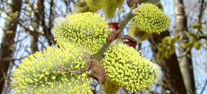 Ива козья пендула посадка и уход