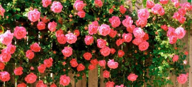 Цветы розы посадка и уход