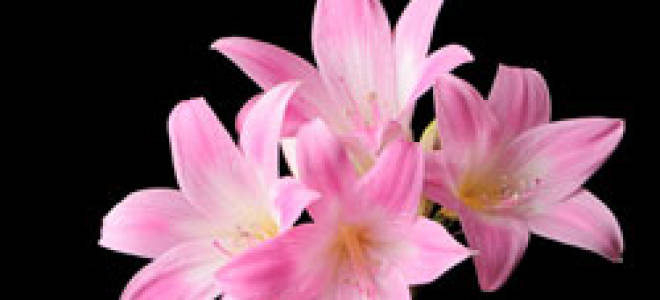 Амариллис садовый посадка и уход