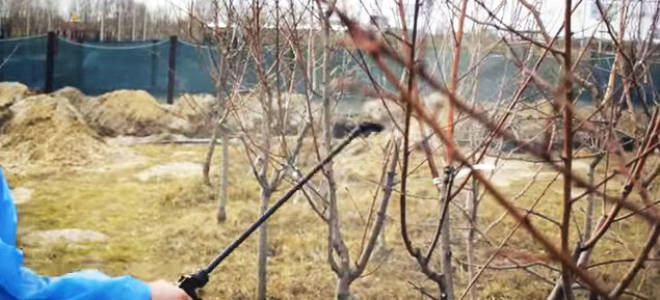 Сроки обработки плодовых деревьев от вредителей весной