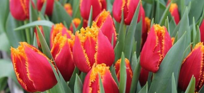 Правила посадки тюльпанов