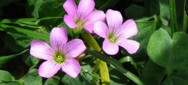 Кислица садовая посадка и уход