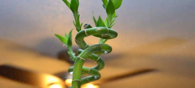 Комнатный бамбук или драцена сандера