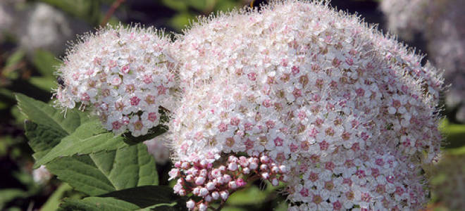 Растение спирея посадка и уход