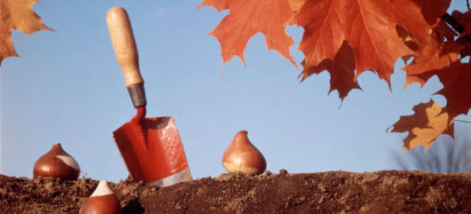 Посадка тюльпанов осенью в подмосковье