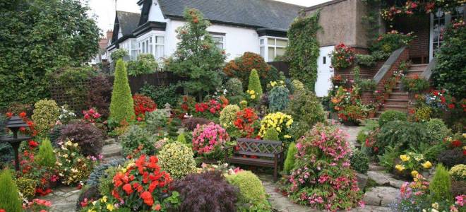 Кустарник цветущий все лето и осень