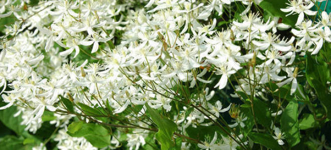 Клематис маньчжурский посадка и уход