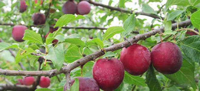 Алыча посадка и уход в средней полосе