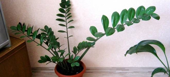 Замиокулькас цветок безбрачия уход