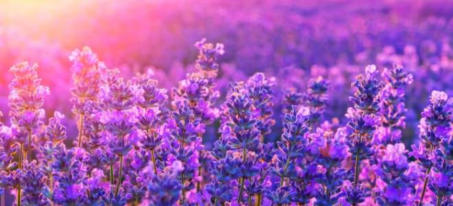 Цветы лаванда посадка и уход