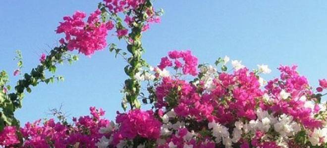 Бугенвиллия садовая посадка и уход