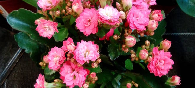 Каланхоэ посадка и уход в домашних условиях