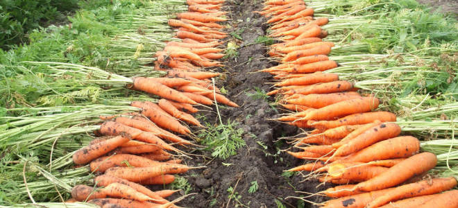Предшественники моркови при посадке