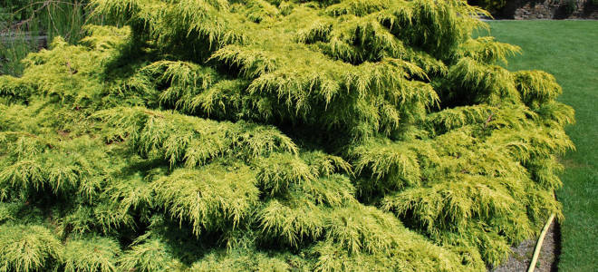 Можжевельник китайский олд голд посадка и уход