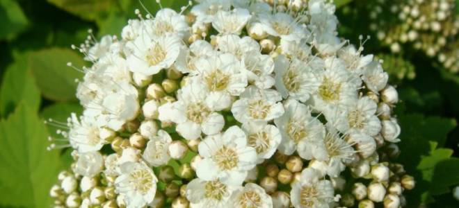 Спирея березолистная посадка и уход