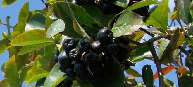 Посадка черноплодной рябины осенью