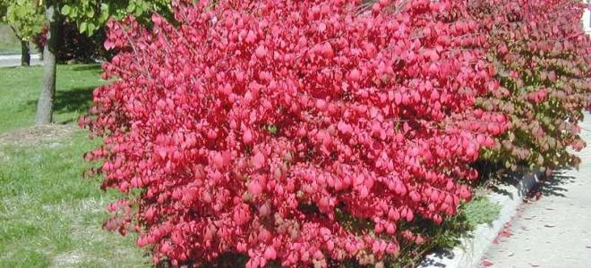 Бересклет японский посадка и уход в саду