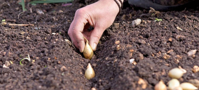 Как посадить зимний лук осенью