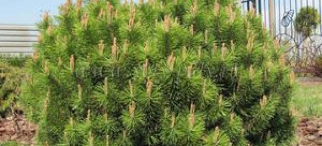 Карликовая сосна посадка и уход