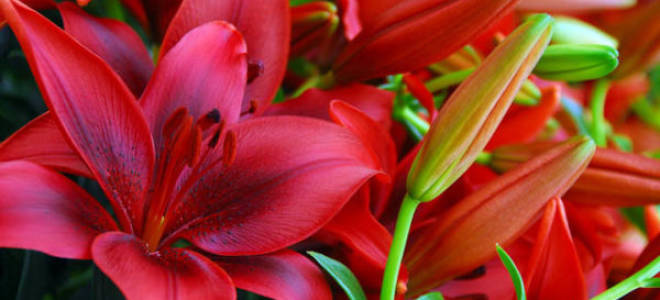 Как хранить луковицы лилий до посадки весной