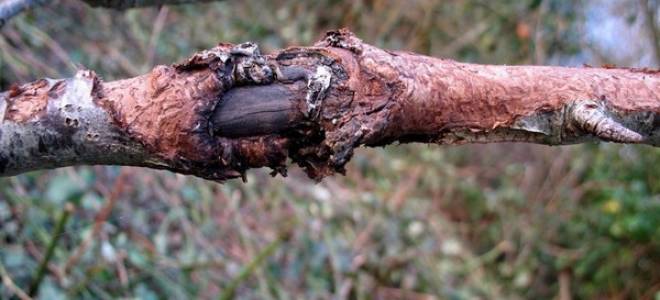 Лечение коры яблони осенью